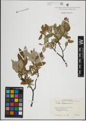 Foto von Salix lapponum L.